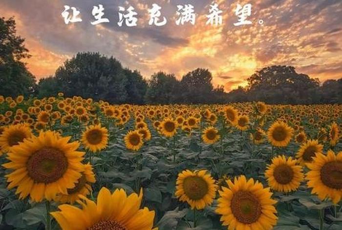 对生活充满希望的微信名字,对生活充满希望的词句 对生活充满希望的微信名字,对生活充满希望的词句