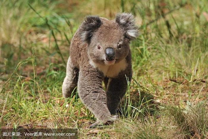 考拉生活在哪个洲 考拉生活在哪儿