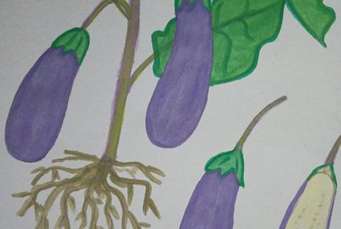 茄子生活环境 - 茄子的生长环境简笔画 茄子生活环境 - 茄子的生长环境简笔画