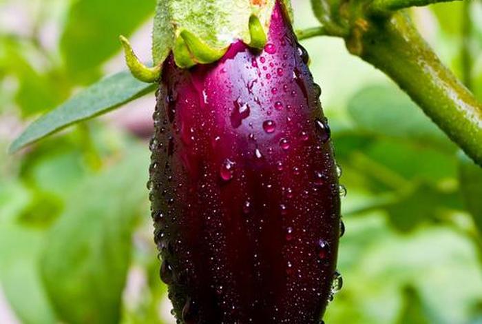 茄子生活环境怎么样;茄子的生活 茄子生活环境怎么样;茄子的生活