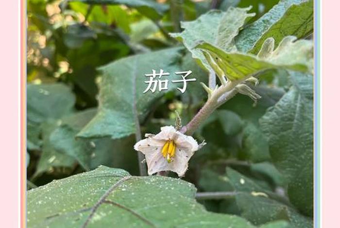茄子生活习性;茄子的生活 茄子生活习性;茄子的生活
