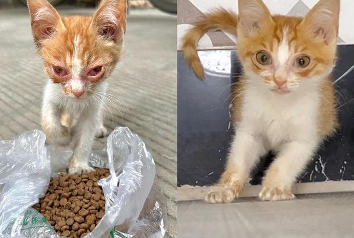 流浪猫的生活规律、流浪猫生活在怎样的环境里 流浪猫的生活规律、流浪猫生活在怎样的环境里