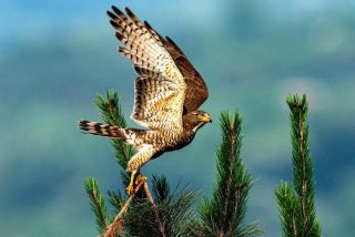 鹰的生活特征和特点、鹰的特征和生活环境