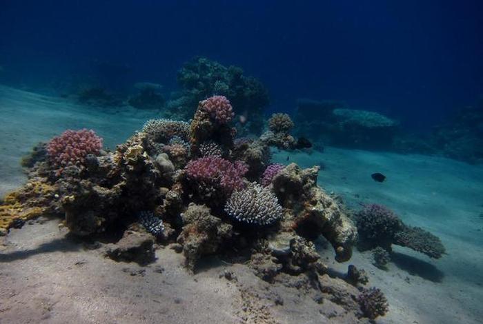 珊瑚生活在深海吗;珊瑚全部生活在海洋中吗 珊瑚生活在深海吗;珊瑚全部生活在海洋中吗