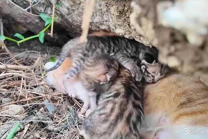 流浪猫的生活是怎样的 - 流浪猫生活轨迹