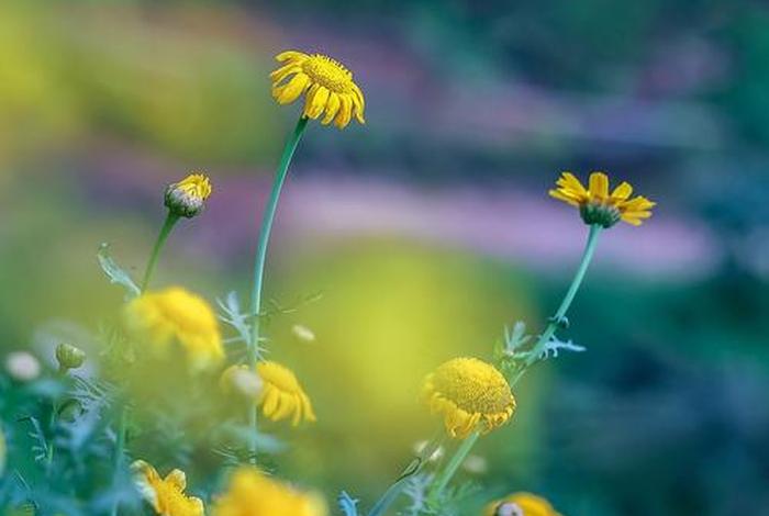 生活小镜头视频 - 生活小境头