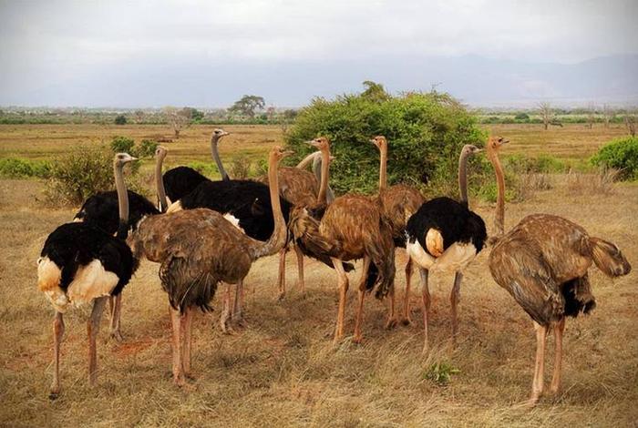 鸵鸟生活在非洲国家，鸵鸟在非洲什么地方生存