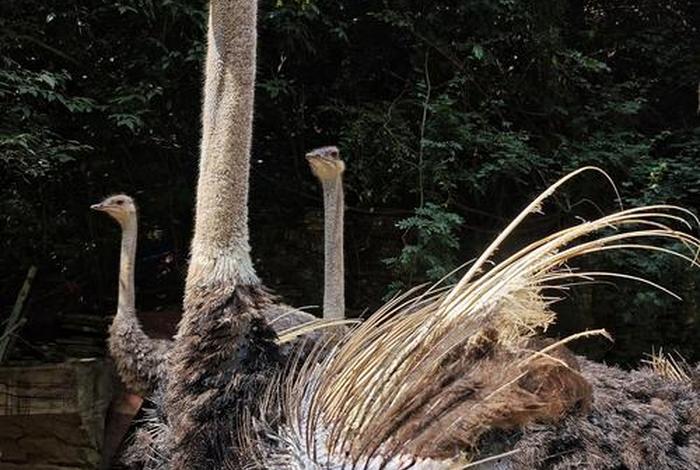 鸵鸟生活环境,鸵鸟生存的环境是什么 鸵鸟生活环境,鸵鸟生存的环境是什么