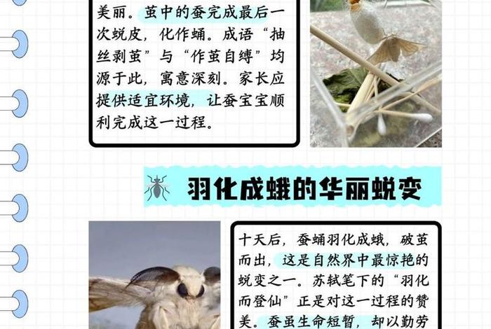 蚕的生活习性是什么 蚕的生活方式现象叫什么