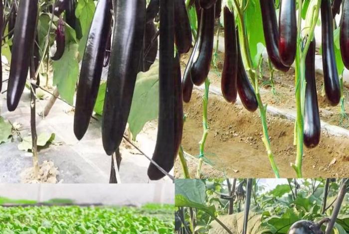 茄子生活在什么地方、茄子生活在什么环境 茄子生活在什么地方、茄子生活在什么环境