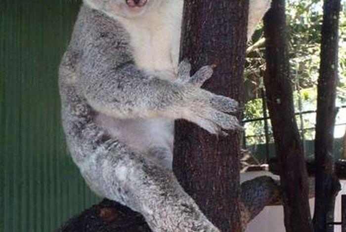 考拉生活馆；考拉vqn