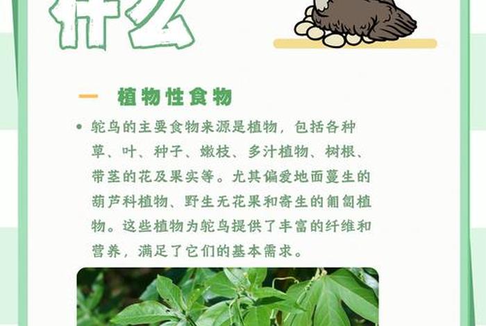 鸵鸟生活在什么地方;鸵鸟生活在什么州 鸵鸟生活在什么地方;鸵鸟生活在什么州