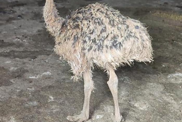 鸵鸟的生活环境和生活方式（鸵鸟的生活特征）