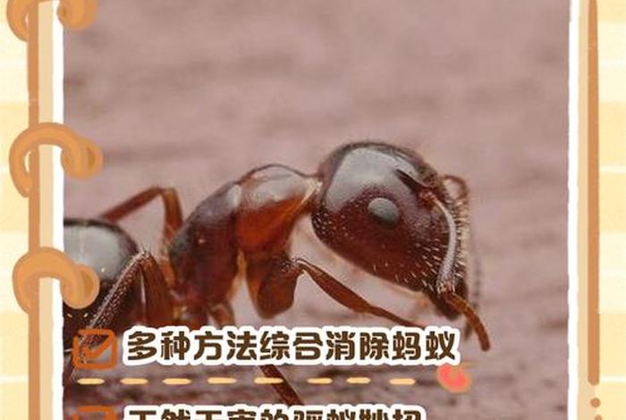 生活小技巧大全清洁蚂蚁（彻底清除蚂蚁的方法）