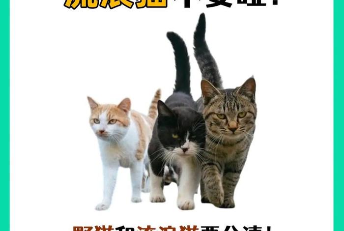 流浪猫的生活规律、流浪猫生活在怎样的环境里 流浪猫的生活规律、流浪猫生活在怎样的环境里