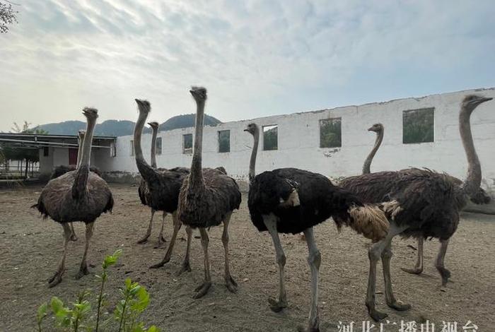 鸵鸟生活在哪里；鸵鸟生活的地方是哪儿