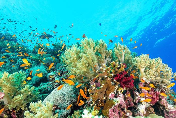 珊瑚生活在哪里,珊瑚是生活在浅海还是深海 珊瑚生活在哪里,珊瑚是生活在浅海还是深海