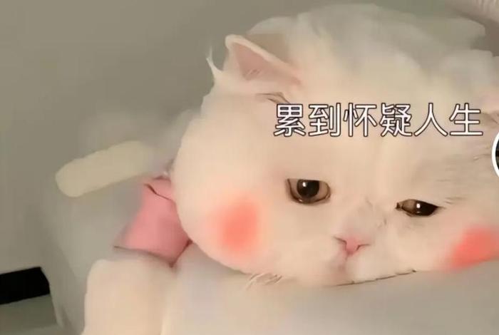 生活累的图片表情包、生活累的图片表情包可爱 生活累的图片表情包、生活累的图片表情包可爱