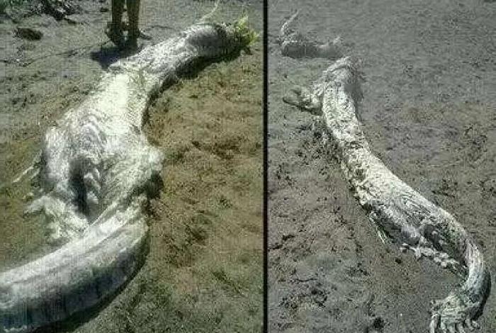 龙在哪里生活真实记载(龙在什么地方现身) 龙在哪里生活真实记载(龙在什么地方现身)