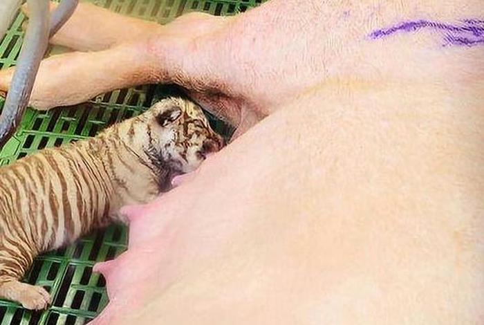 产后的母亲给小老虎喂奶 人奶喂养小老虎 产后的母亲给小老虎喂奶 人奶喂养小老虎