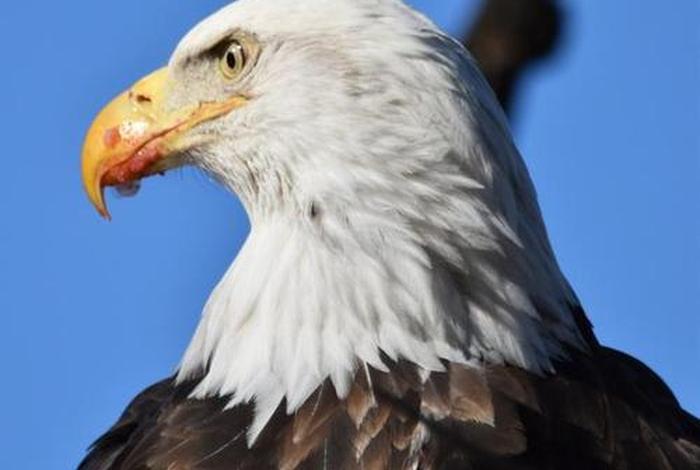 鹰的生活视频,鹰的记录视频 鹰的生活视频,鹰的记录视频