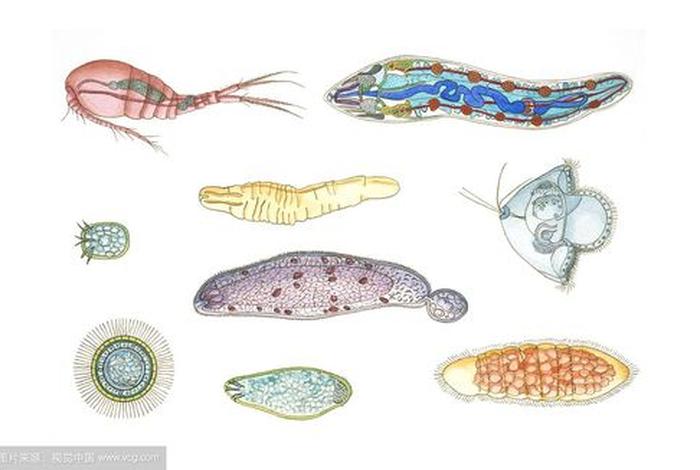 寄生生活的扁形动物有哪些 - 扁形动物中的寄生种类有哪些特征是对寄生生活的适应