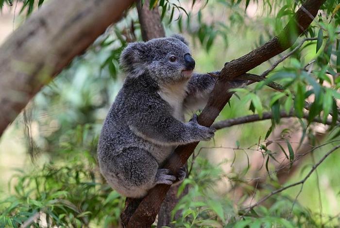 考拉生活在什么树上，考拉生活在什么地带