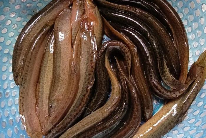 泥鳅生活在哪里;泥鳅生活在哪里呀 泥鳅生活在哪里;泥鳅生活在哪里呀