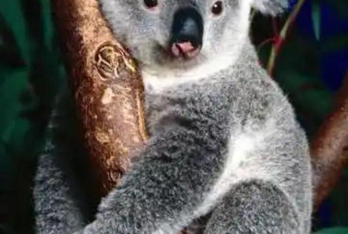 考拉生活在哪里的；考拉生存现状