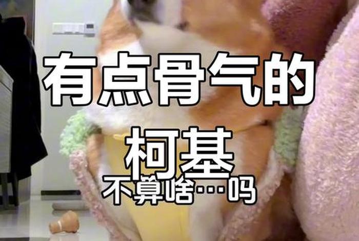 生活我硬撑表情包柯基犬;我生活硬撑的表情包 生活我硬撑表情包柯基犬;我生活硬撑的表情包