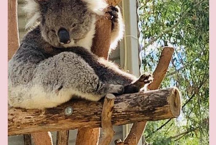 考拉生活作息,考拉的生活作息 考拉生活作息,考拉的生活作息