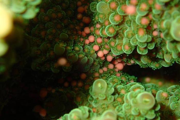 珊瑚生活视频；珊瑚的视频