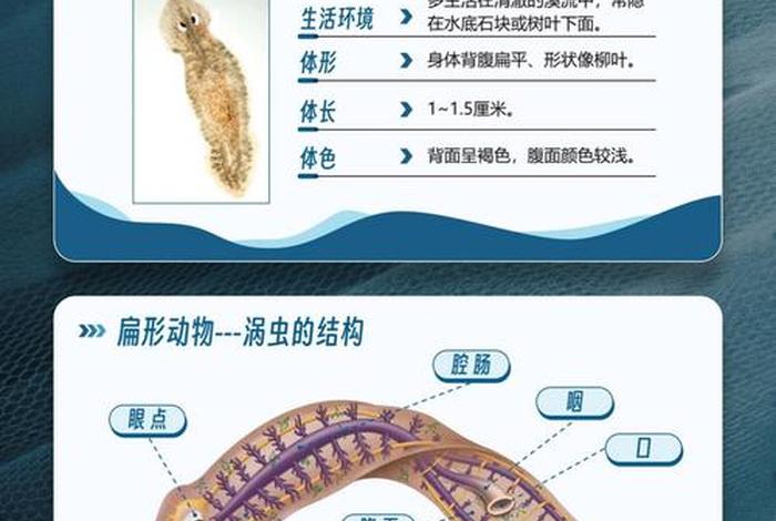 寄生生活的扁形动物有哪些 - 扁形动物自由生活种类和寄生种类的差别 寄生生活的扁形动物有哪些 - 扁形动物自由生活种类和寄生种类的差别