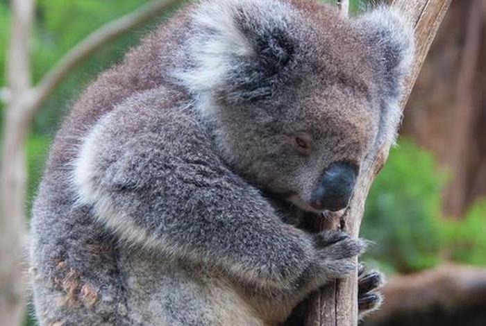 考拉生活app - 考拉生活在什么气候区