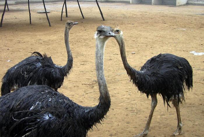 鸵鸟生活在、中国有鸵鸟吗