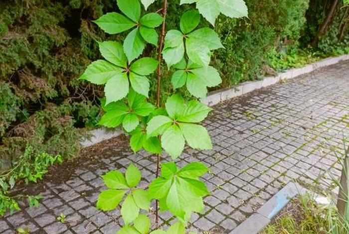 地锦生活环境，地锦生活型