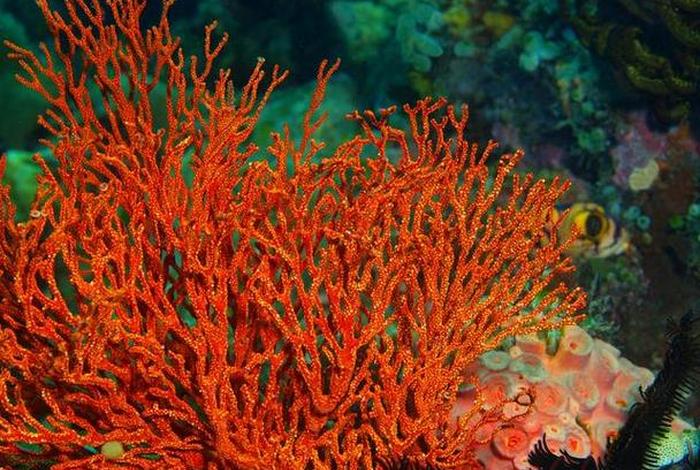 珊瑚生长在深海还是浅海、珊瑚的生长环境在深海还是在浅海 珊瑚生长在深海还是浅海、珊瑚的生长环境在深海还是在浅海