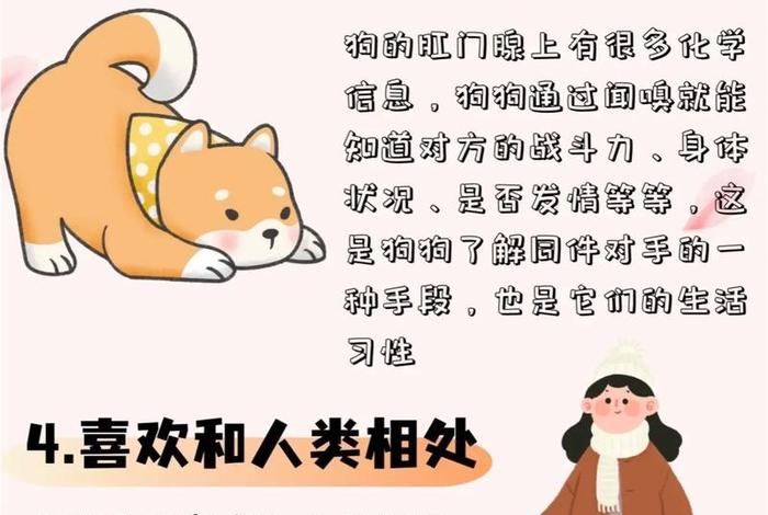 狗的生活习性，狗的生活特点有哪些