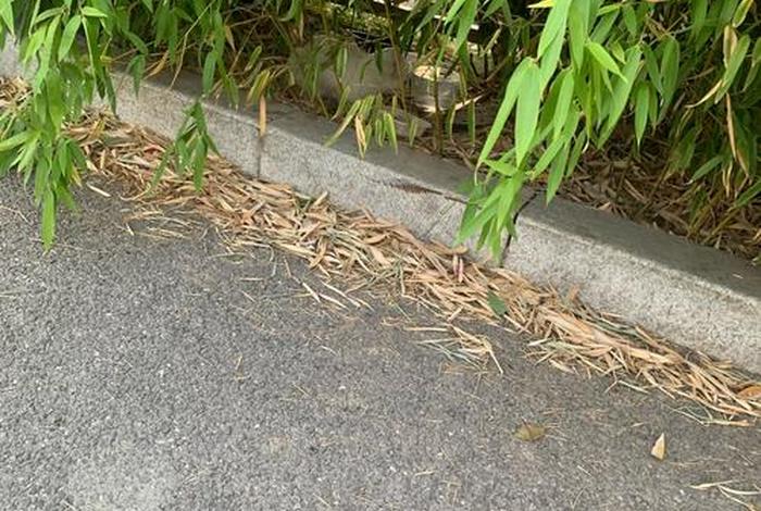 流浪猫的生活状况,流浪猫的生活状况介绍 流浪猫的生活状况,流浪猫的生活状况介绍