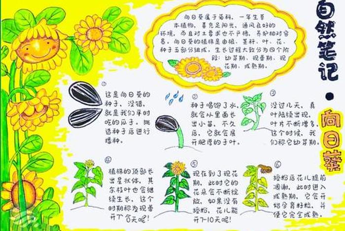 观察生活中事物的变化如向日葵随太阳转动（观察向日葵随着太阳转动）