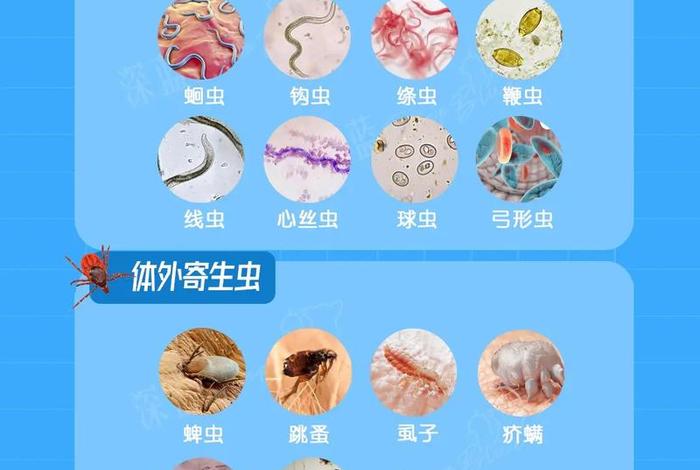 寄生生活是什么；寄生是啥