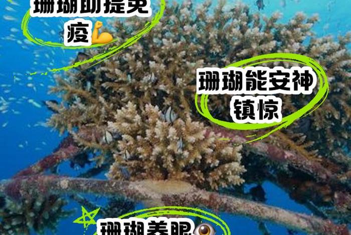 珊瑚生长的自然条件、珊瑚生长的自然条件是什么