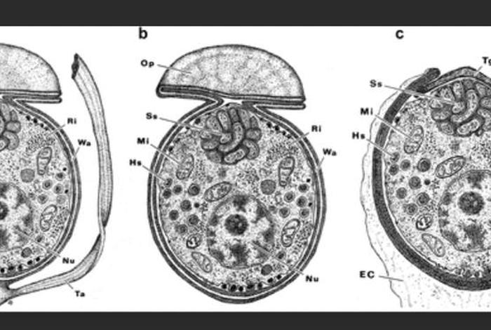寄生生活的单细胞生物 寄生生活的单细胞生物是什么
