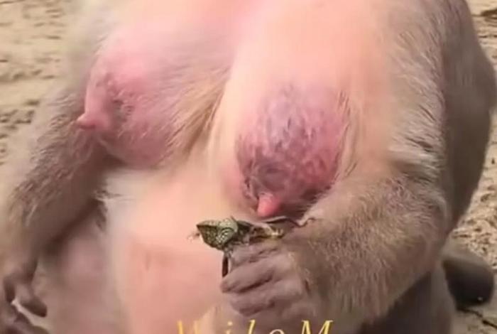 二人生猴子免费观看大全;二人生猴子免费观看大全不用下载的 二人生猴子免费观看大全;二人生猴子免费观看大全不用下载的