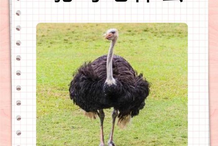 鸵鸟生活习性和特点 鸵鸟特点及生存环境 鸵鸟生活习性和特点 鸵鸟特点及生存环境