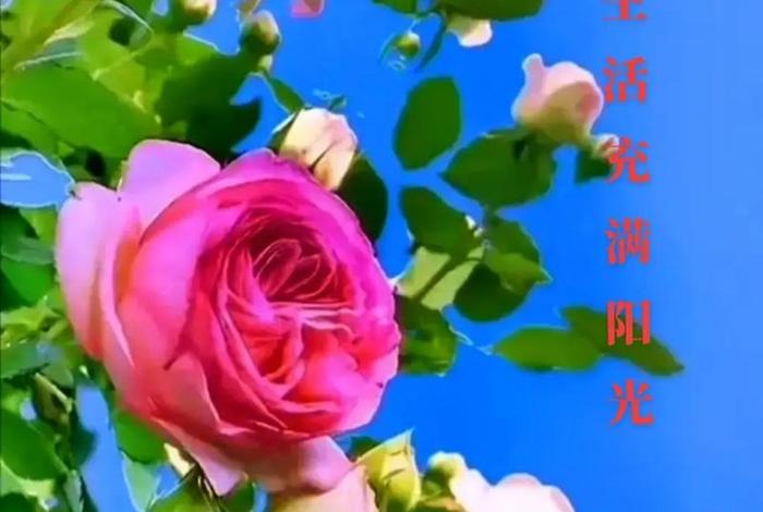 变色的生活是什么歌（变色的生活是什么歌曲）