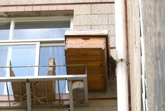 生活阳台吊顶有马蜂怎么办;家里吊顶有马蜂 生活阳台吊顶有马蜂怎么办;家里吊顶有马蜂