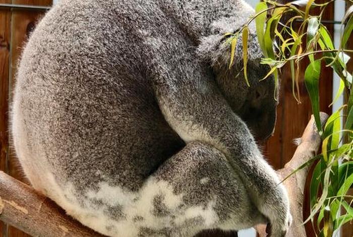 考拉生活在热带吗;考拉生活在热带雨林吗 考拉生活在热带吗;考拉生活在热带雨林吗