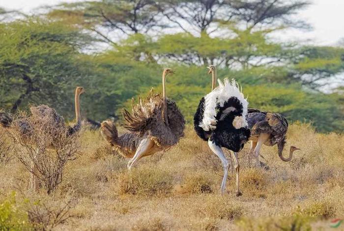 鸵鸟生活全过程(鸵鸟的生活) 鸵鸟生活全过程(鸵鸟的生活)