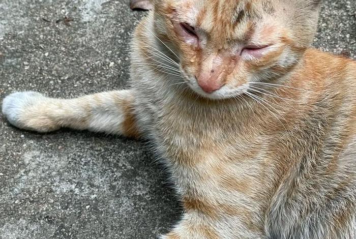 流浪猫的生活视频大全、流浪猫视频高清视频